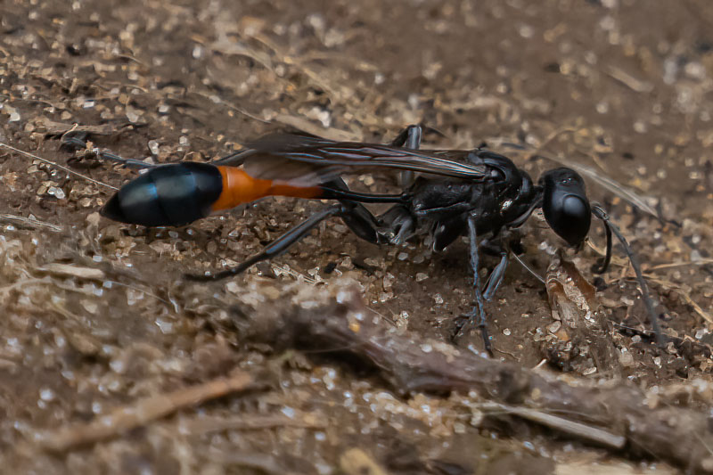 Ammophila sabulosa (Red-banded Sand Wasp).jpg